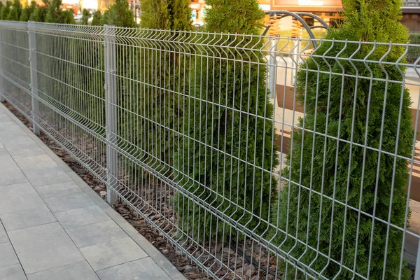 Metal bir tel örgü özel bir alanı sarar. Thuja çitin arkasında.
