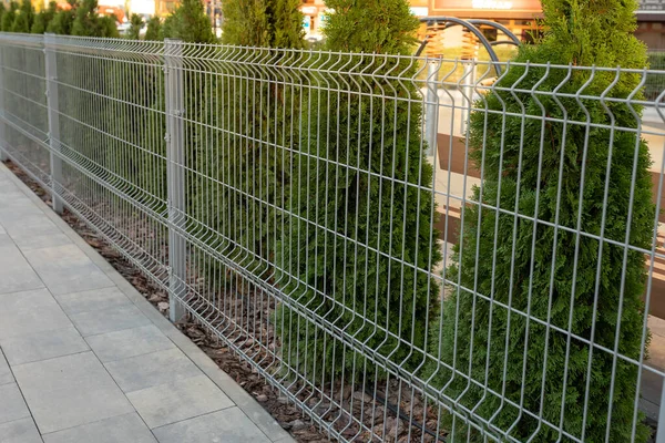 Metal Mesh Fence Encloses Private Area Thuja Hedge Metal Fence Stock Image