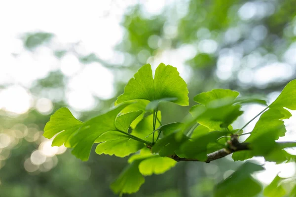 Brightly Green Leaves Ginkgo Biloba Background Blurry Foliage Soft Focus — Stock Photo, Image