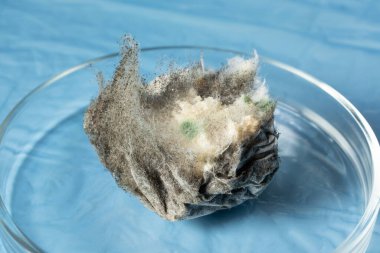 Mavi arka planda bir Petri kabında küflenmiş Aspergillus dezenfekte edilmiş bir parça ekmek. Organik, tıbbi araştırma. Ekmeğin üzerindeki küf dokusu. makro