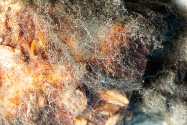 Ekmeğin üzerindeki Aspergillus dezenfektan küfü. Organik, tıbbi araştırma. makro