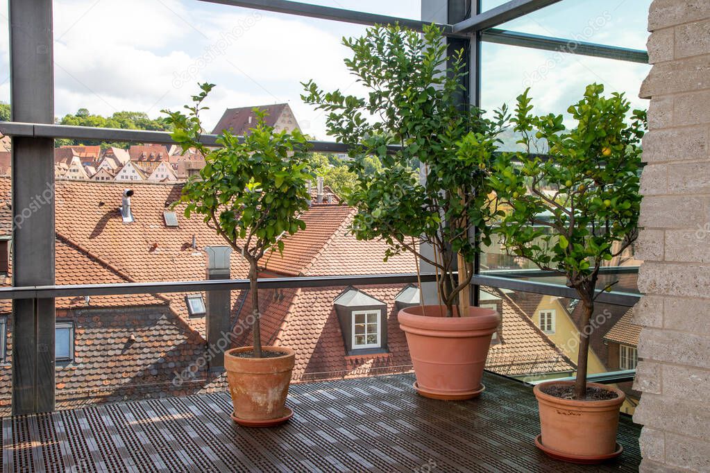 Large ceramic flower pots with Lemon trees on a glazed balcony overlooking the old German city.