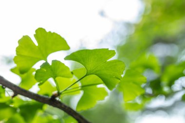 Ginkgo biloba 'nın parlak yeşil yaprakları bulanık yaprakların arka planına karşı. Yumuşak odaklanma. Bitkisel tıp konsepti. Boşluğu kopyala