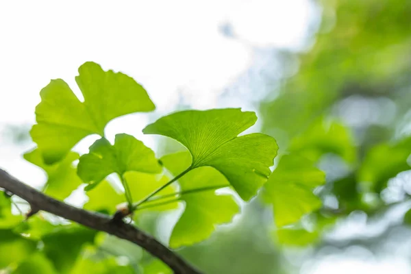 Brightly Green Leaves Ginkgo Biloba Background Blurry Foliage Soft Focus — Stock Photo, Image