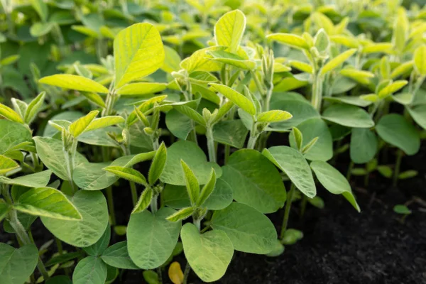 Soy Leaves Close Experimental Fields Gene Modification Farm Row Young — Stock Photo, Image