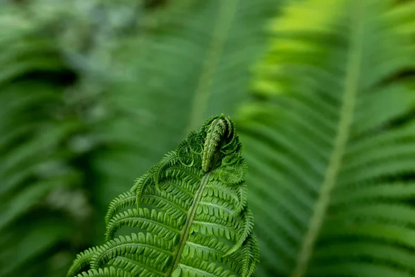 ガーデン ファーン 公園や庭で成長しているシダ植物の緑の新鮮な葉からの緑の自然背景 観賞用の庭の閉鎖多年生植物 — ストック写真