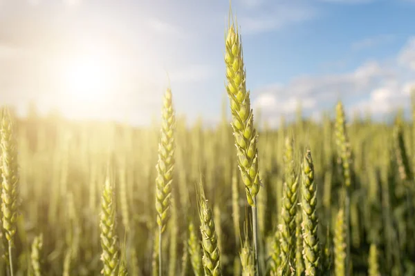 Green Ears Wheat Field Rays Setting Sun — 스톡 사진