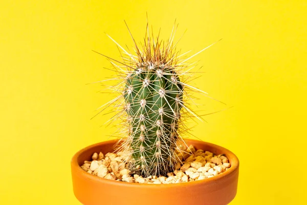 Small Stetsonia Coryne Cactus Flower Pot Yellow Background — Stock Photo, Image