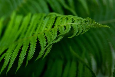 Bahçe eğreltiotu. Yeşil yeşil eğreltiotu yapraklarından yeşil doğal arkaplan bir parkta ya da bahçede yetişiyor. Süslü bir bahçe bitkisinin yakın çekimi..