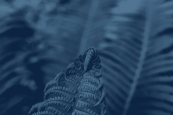 Kunstbild eines blauen Farnzweiges. Künstlerischer natürlicher Hintergrund. Abstrakte blaue Farnblätter Hintergrund Nahaufnahme, fantastische blaue Farbe Bracken Laubstruktur, dekorative tropische Wedel Blattmuster — Stockfoto