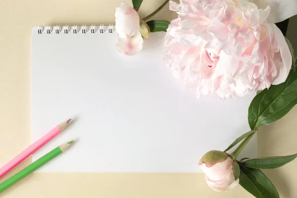 Spring-loaded notebook and colored pencils, large beige flowers and peony buds on beige background. Top view. Copy space — Stock Photo, Image