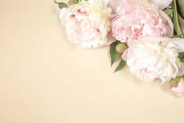 Three large beige-pink peony flowers on light paper background with space for text. Image for design of greeting cards on theme of wedding, Mothers Day, birthday and other greetings — Stock Photo, Image