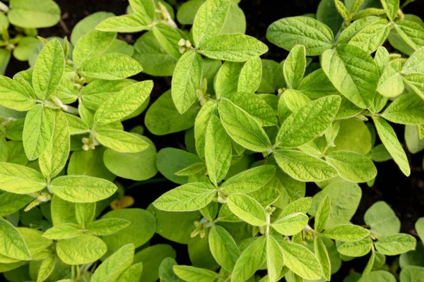 Top View Clean Leaves Young Soybeans Natural Plant Background Agricultural — Stock Photo, Image