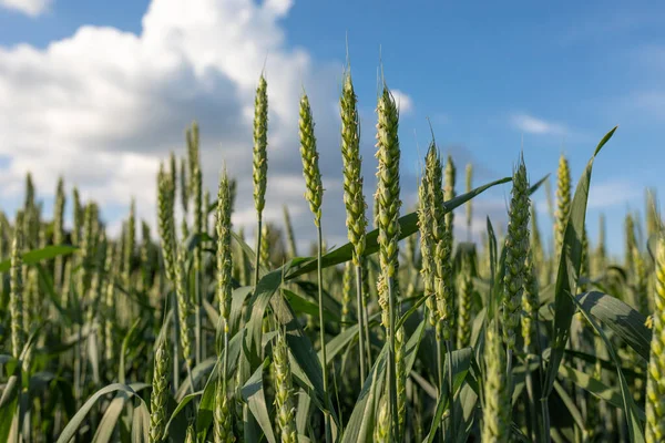 Ett Grönt Fält Mognande Vete Eller Råg Mot Molnig Himmel — Stockfoto