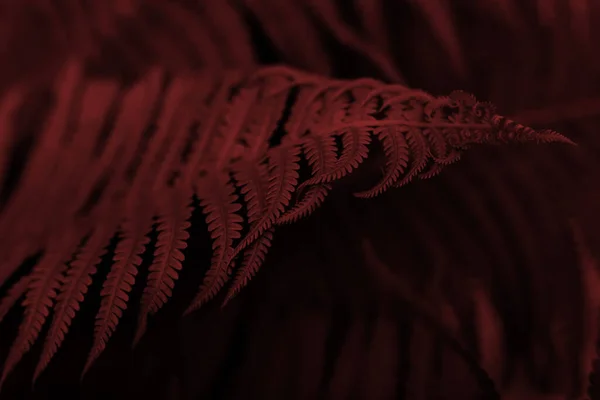Art Image Red Fern Branch Abstract Dark Red Fern Leaves — Stock Photo, Image