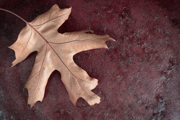 Feuille Chêne Jaune Sec Sur Fond Rouge Foncé Concept Automne — Photo