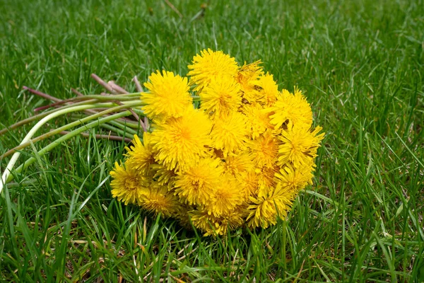 Bouquet Von Gelben Löwenzahn Auf Grünem Gras Der Sonne Sommerkonzept — Stockfoto