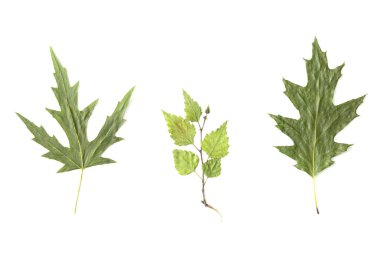 Beyaz arkaplanda yeşil meşe yaprakları Quercus palustris, huş ağacı Betula ve akçaağaç akçaağacı sakarinum izole
