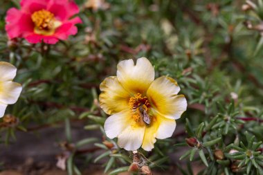 Sarı bir purslane çiçeğinin üzerinde bir arı. Bitkilerin böceklerle döllenmesi. Yaz teması. Yakın plan. seçici odak.