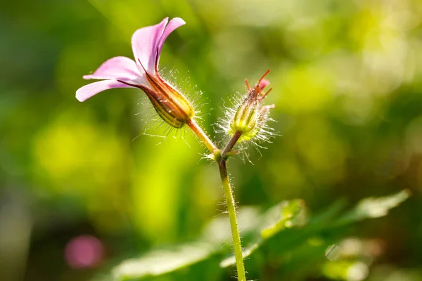 Kraut Robert Gernium Robertinumhat Rosa Blüten Aus Nächster Nähe Wurde — Stockfoto