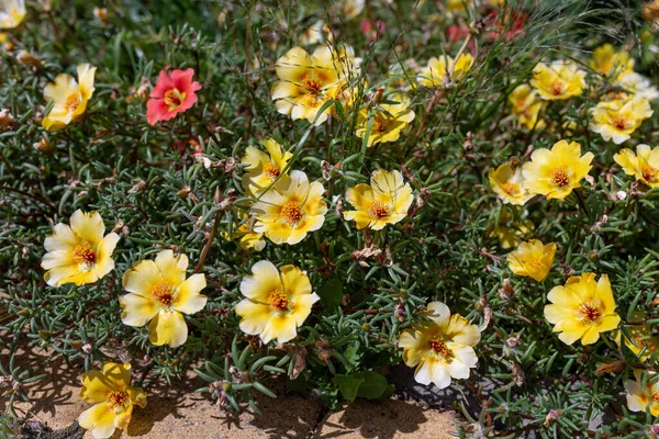 Belles Fleurs Jaunes Portulaca Oleraceae Dans Jardin Gros Plan Focus — Photo
