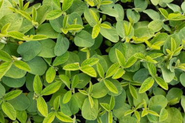 Soya filizleri tarlada taze yeşildir. Güneşli bir gün. Seçici odak