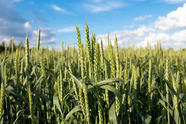 Green Field Ripening Wheat Rye Cloudy Sky Concept Organic Farming — Stock Photo, Image