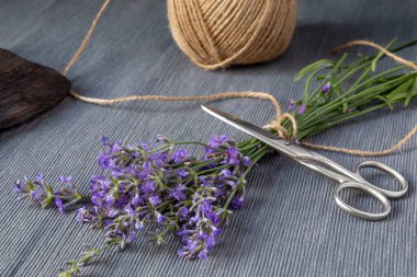 Bir demet lavanta, kenevir ipi ve gri arka planda makas. Bahçe işleri, aromaterapi konsepti