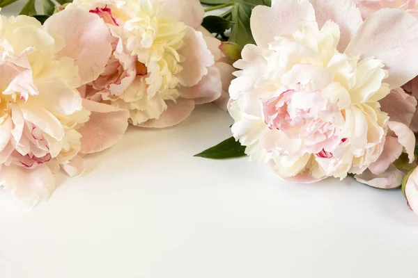 Tres Grandes Flores Peonía Color Beige Rosa Sobre Fondo Papel — Foto de Stock
