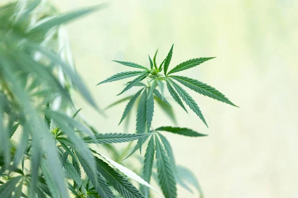 Arbusto Marihuana Sobre Fondo Verde Claro Hojas Verdes Cannabis Para — Foto de Stock