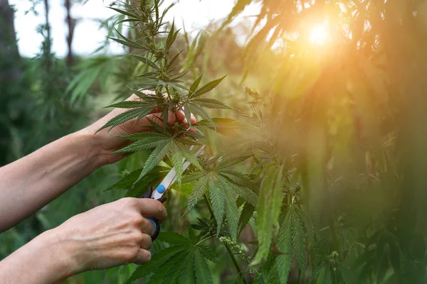 Las Manos Las Mujeres Cortaron Arbusto Marihuana Con Tijeras Plantación — Foto de Stock