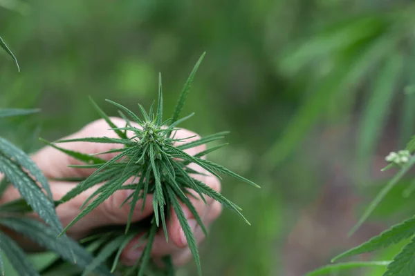 Marihuana Joven Brota Mano Cultivo Legal Cannabis Con Fines Médicos — Foto de Stock