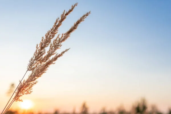 Vackert foto från solnedgången. Gyllene kvistar av vass Calamagrostis epigejos mot bakgrund av solnedgången himlen — Stockfoto