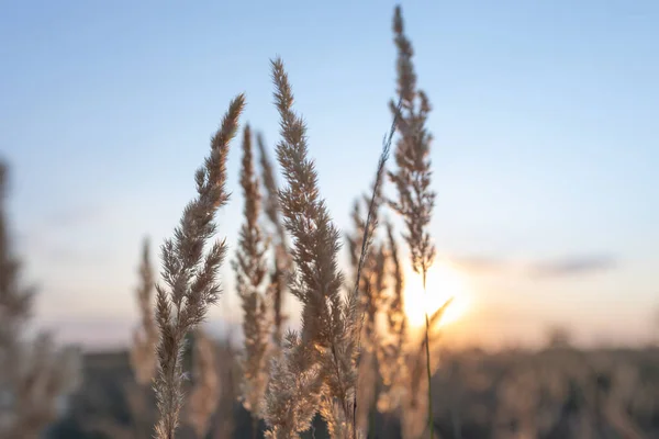 Vackert Höstfoto Guldkvist Vass Calamagrostis Epigejos Mot Bakgrund Solnedgången Himmel — Stockfoto