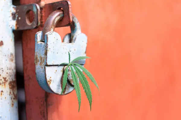 Una Hoja Cannabis Cerradura Viejo Candado Sobre Fondo Rojo Concepto — Foto de Stock