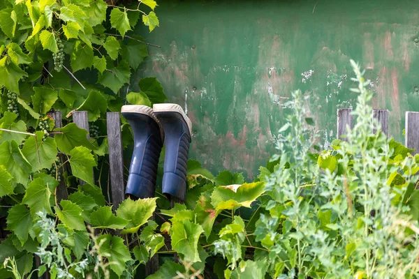 Old Rubber Boots Hang Rustic Fence Surrounded Grape Leaves Green — Stock Photo, Image
