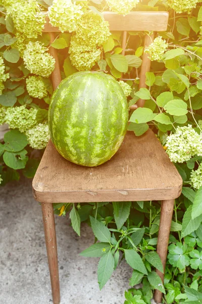 Ripe Whole Watermelon Chair Lush Bush Green Hydrangea One Color — Stock Photo, Image