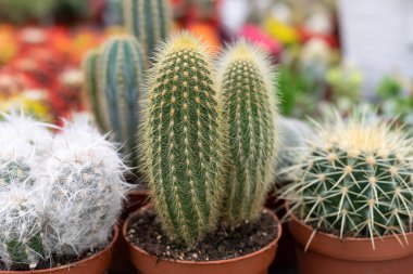 Alışveriş merkezinde kaktüs, ekinosaktüs ve pilosocereus var. Seçici odak