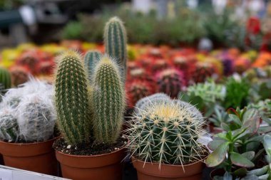 Çiçekçide kaktüs, ekinosaktüs ve pilosocereus var. Seçici odak