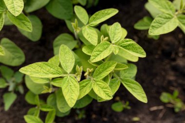 Soya yaprakları yakın plan. Gen modifikasyonu ya da tarım için deneysel alanlar.