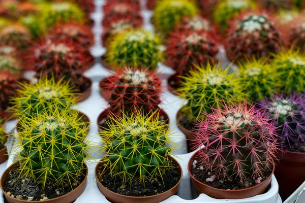 Cacti Echinocactus Colored Needles Shopping Center Selective Focus — Stock Photo, Image