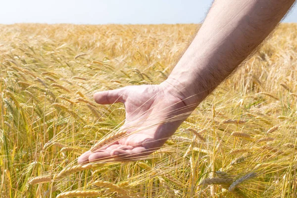 Wheat Hands Golden Ears Wheat Farmer Hand Summer Field Sunset — Stock Photo, Image