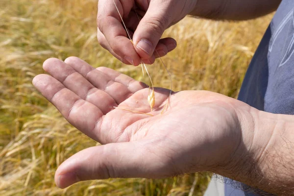 Man Palm Wheat Grains Farmer Checks Degree Maturity Grain Wheat — Stock Photo, Image