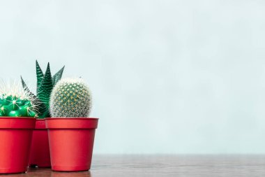 Tahta bir masanın üzerinde kırmızı plastik kaplar olan üç küçük kaktüs. Renkli minimalist görüntü. Boşluğu kopyala