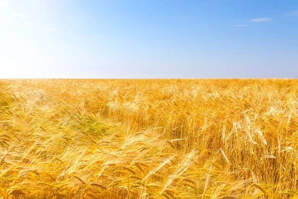 Gyllene mogna veteöron på fältet under sommaren, varm dag, blå himmel — Stockfoto