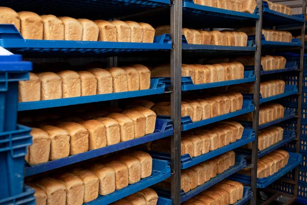 Loaves Bread Blue Plastic Trays — Stock Photo, Image