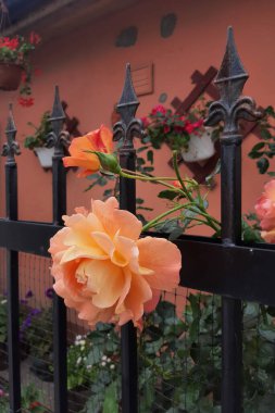 Metal bir çitin arkasındaki bir yaz bahçesinde çiçek açmış büyük, canlı bir turuncu gül. Bahçe işleri, bahçe dekorasyonu. Yakın plan..