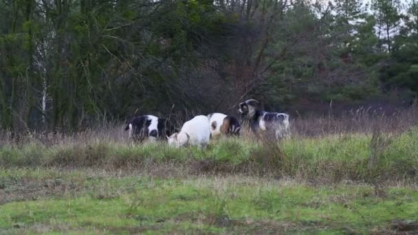 Goats graze in the pasture — Stock Video