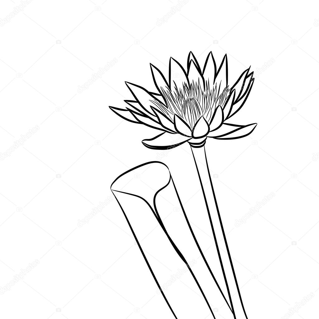 Noir Et Blanc Dessin Animé Vector Illustration De Lotus
