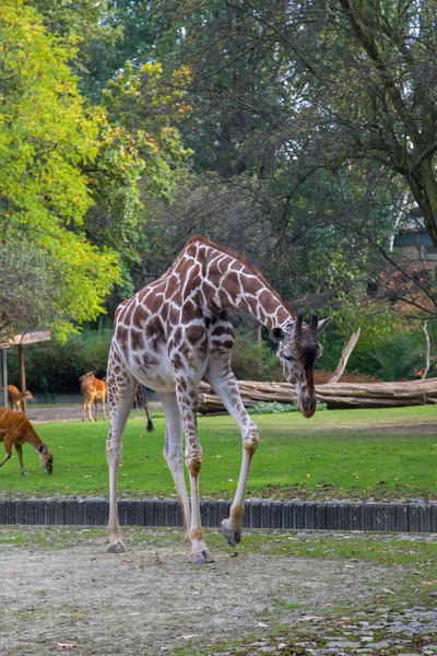 Girafa — Fotografia de Stock